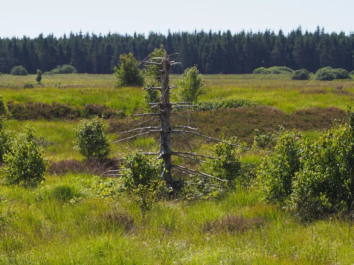 Signal de Botrange (Belgium)